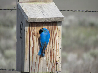 blue bird house