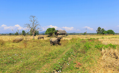 Many Thai buffalo are eating grass in grass fields