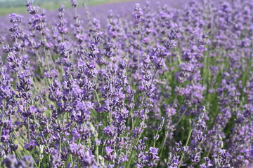 Fototapeta premium field of lavender