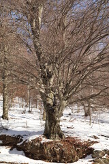 faggi, alberi, inverno, neve, alberi spogli, montagna, faggi solitari,  Valle Cavargna.