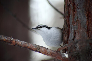 close up portrait of nuthatch sitting on a branch of a tree