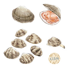 Clam　ハマグリ　アサリ