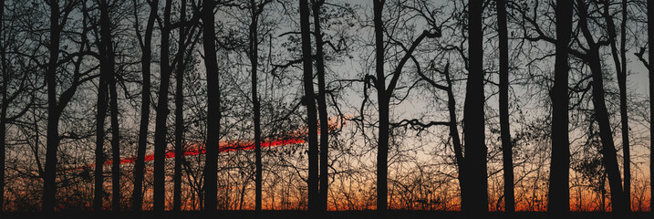 Silhouette of trees without leaves on a sunset background. Sunset in the forest. Dark trees and bushes against the background of the evening sky