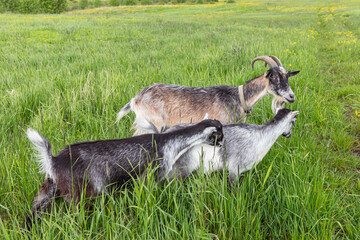 Cute free range goatling on organic natural eco animal farm freely grazing in meadow background. Domestic goat graze chewing in pasture. Modern animal livestock, ecological farming. Animal rights