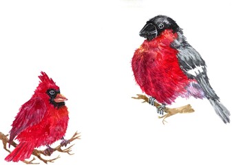 watercolor cardinal and bullfinch birds isolated on a white background. winter birds