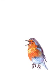 watercolor singing robin bird isolated on a white background. winter birds
