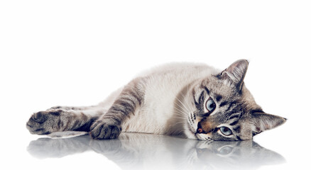 A sad Thai cat lies on a white background