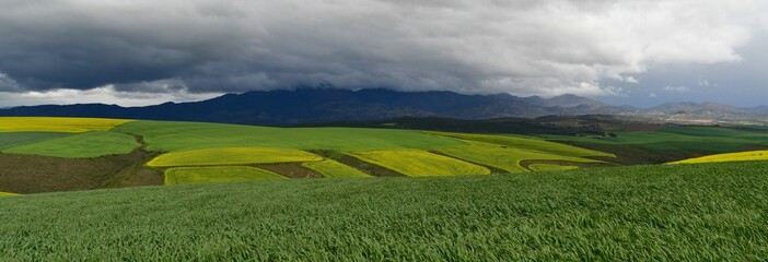 Rape seed hello flowers