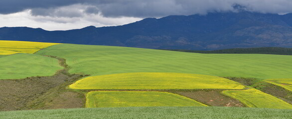 Rape seed hello flowers