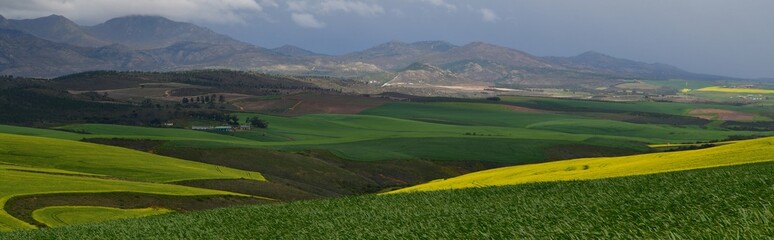 Rape seed hello flowers