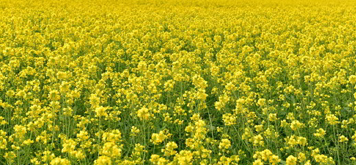 Rape seed hello flowers