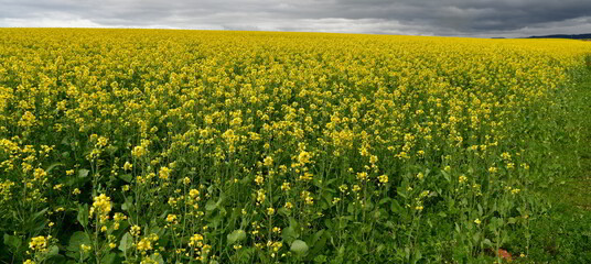 Rape seed hello flowers