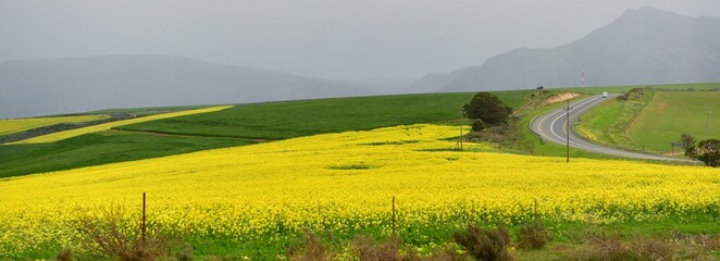 Rape seed hello flowers