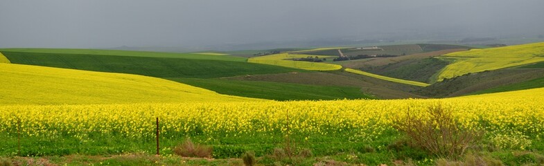 Rape seed hello flowers