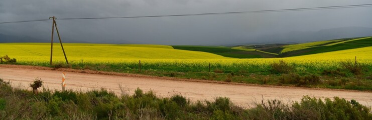 Rape seed hello flowers
