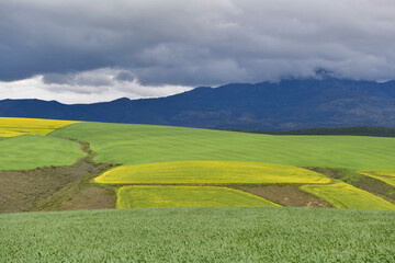 Rape seed hello flowers