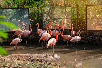 Flamingos or flamingoes are a type of wading bird in the family Phoenicopteridae.