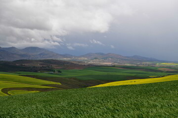 Rape seed hello flowers