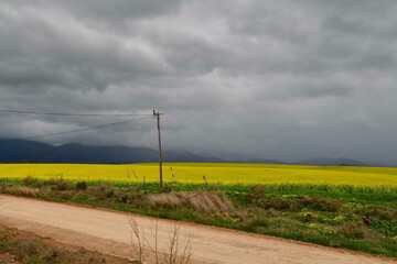 Rape seed hello flowers