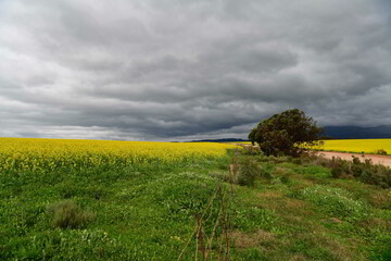 Rape seed hello flowers