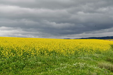 Rape seed hello flowers