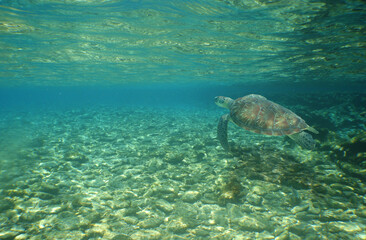 sea turtle , caribbean sea , paradise underwater