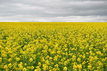 Rape seed hello flowers
