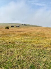 Fototapeta premium cows in the field