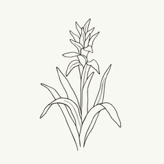 Hand drawn guzmania plant. Bromelia type genus
