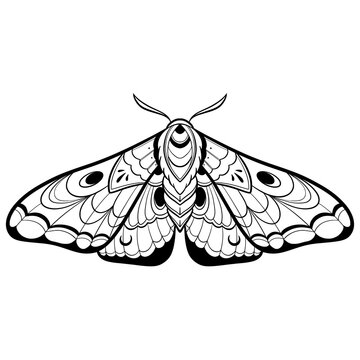 Butterfly sketch. Detailed realistic sketch of a moth