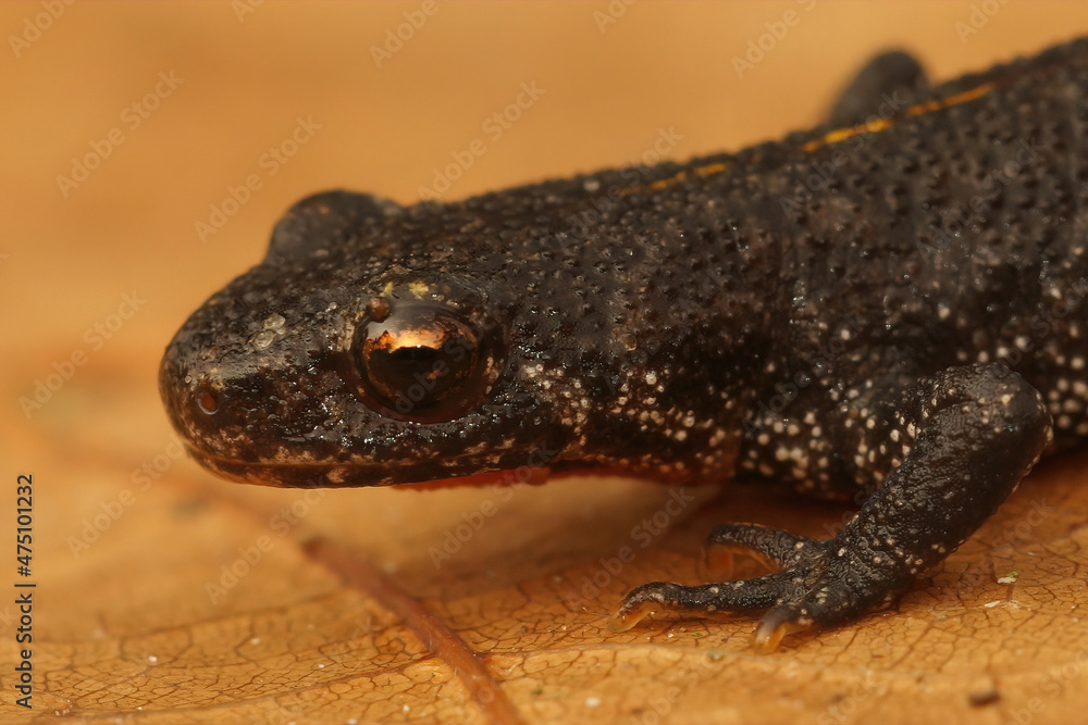 Canvas Prints detailed closeup of the head of a terrestrial balkan crested newt, triturus ivanbureschi