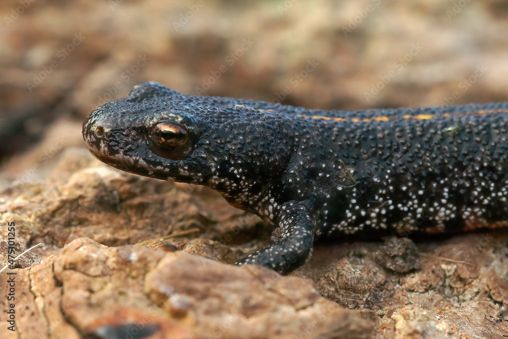 Sticker Closeup of the head of a terrestrial Balkan crested newt, Triturus ivanbureschi