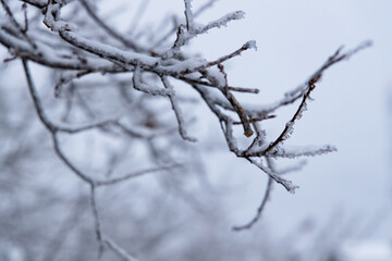 Bare tree branch covered with frost and snow, winter season