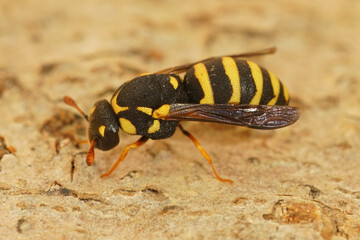 Closeup on a colorful , unique pollen collecting small wasp,  Celonites abbreviatus