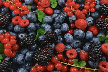 Blackberry, raspberry, blueberry,  red currant and mint background.