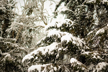 Spruce covered with snow caps. The branches sink down under the weight of the snow. Winter...