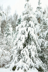 Spruce covered with snow caps. The branches sink down under the weight of the snow. Winter...