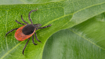 Castor bean tick on a green background. Ixodes ricinus. Close-up of dangerous parasite lurking on natural leaf. Carrier of infection as encephalitis and borreliosis.