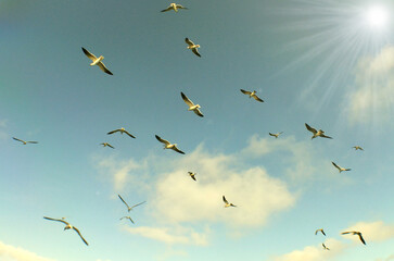 aves marinas