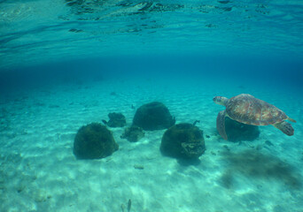 sea turtle