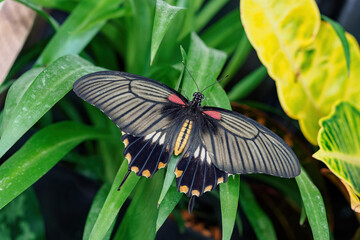 Tropical butterfly on a green leaf