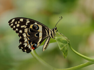 Tropical butterfly on a green leaf