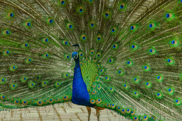 Naklejka premium Proud peacock with colorful tail