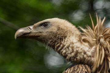 Himalayan vulture head detail portrait