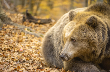 A large brown bear lies in the autumn forest.