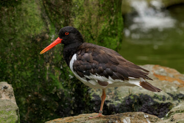 Eurasian oystercatcher standing on a rock