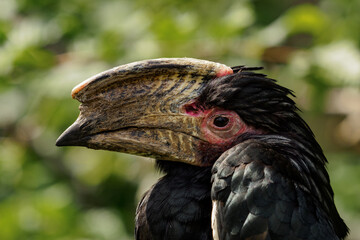 Trumpeter hornbill head detail portrait