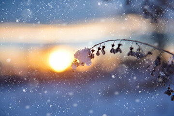 Snow covered dry branch of a plant on a blurred background of the sunset. Winter background.