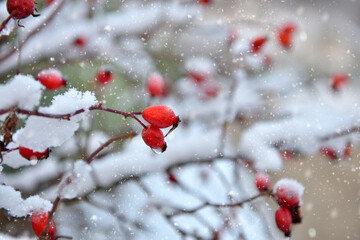 Frosted red rose hips in the winter garden
