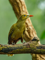 Green oropendola sitting on a branch